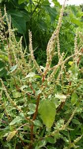 Image result for Amaranthus spinosus