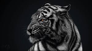 Epingle Par Duval Ambre Sur Animaux Tigre Blanc Royal Image Hd Et Tigres Noirs