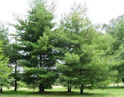 Buy pine trees and shrubs online with delivery right to your door. Pine Trees White Pine Tree Eastern White Pine Tree Pine Seedlings