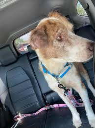 Safe haven puppy rescue petfinder. Ana S Safe Haven Rescue Covid 19 Operation Grant Report Petfinder Foundation