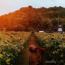 Kebun bunga matahari milik pemkot kediri ini berada di jl. 6 Tempat Wisata Bunga Matahari Di Indonesia Yang Keren Bak Luar Negeri