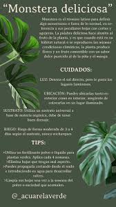 Cuidados Monstera Deliciosa Monstera Deliciosa Monstera Habitat Natural