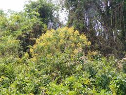 Image result for Solanecio mannii