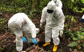 Pernahkah anda berkunjung ke negeri sabah? Jabatan Hidupan Liar Sabah Sabah Post