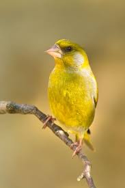 Sohnjoo S Photography Greenfinch Colorful Birds Beautiful Birds