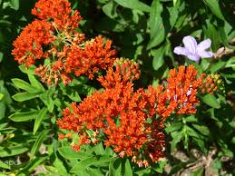 The invasive seedlings are a drawback to the butterfly bush, but pruning off the spent. Asclepias Tuberosa The Butterfly Queen Virginia Native Plant Society