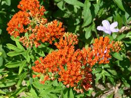 The invasive seedlings are a drawback to the butterfly bush, but pruning off the spent. Asclepias Tuberosa The Butterfly Queen Virginia Native Plant Society