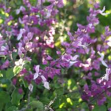 Image result for Ocimum labiatum