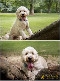 We strive to produce quality, well socialized and loving goldendoodle puppies available to good homes. Archie The Mini Goldendoodle Pittsburgh Dog Photography Bark Gold Photography Pittsburgh Pet And Dog Photographer