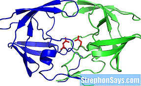 Proteasen sind an vielen biologischen funktionen beteiligt, einschließlich der verdauung aufgenommener proteine, des proteinkatabolismus (abbau alter proteine) und der. Unterschied Zwischen Pepsin Und Protease Vergleichen Sie Den Unterschied Zwischen Ahnlichen Begriffen Wissenschaft 2021