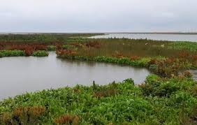De marker wadden moet het markermeer weer gezonder maken. Marker Wadden Verrassend Rijk Banket Voor Vogels Vissen