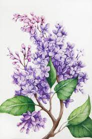 Lilac Painting In 2021 Lilac Painting Flower Art Flower Drawing