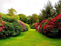 Killarney National Park The Oldest Ireland Castle Gardens At Muckross Beautiful Flowers Garden Garden Pictures Flower Garden Pictures