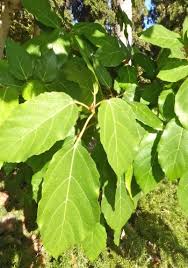 Image result for Ficus sur