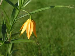 Image result for Littonia modesta