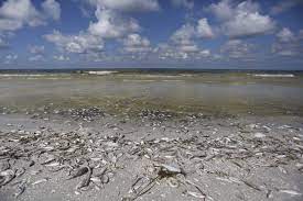 You know when you look at this red tide it started back in late october, early november down in naples. Red Tide Bloom Makes Its Way To Southwest Florida Bays