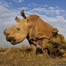 Secara fizikal, haiwan hampir menyerupai gajah walaupun mereka lebih bulu dan secara fizikalnya lebih besar. 6 Haiwan Yang Hampir Pupus Di Dunia Berita Viral
