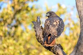 Red-tailed hawk - Wikiwand
