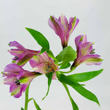 Maybe you would like to learn more about one of these? Alstroemeria Light Purple Wholesale Bulk Flowers Cascade Floral