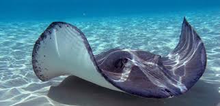 Eagle rays are new zealand's smallest stingrays. Reef Ecology Tour With Stingrays Gisborne Dive Tatapouri