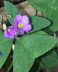 Image result for Oxalis latifolia