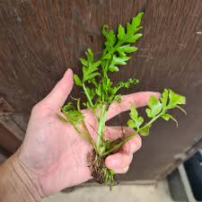 Image result for Ceratopteris