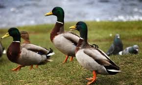 Each duck image offers a variety of colors, details and difficulty levels. The Original Quackers Sunday S Daily Jigsaw Puzzle Play Free Daily Jigsaw Puzzles From Jigsawaday