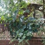 Image result for Abutilon angulatum