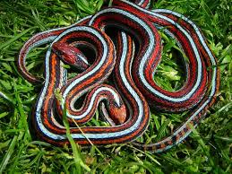 Mating Orange Male And Red Female San Francisco Garter Snake Thamnophis Sirtalis Tetrataenia Snake Snake Lovers Beautiful Snakes