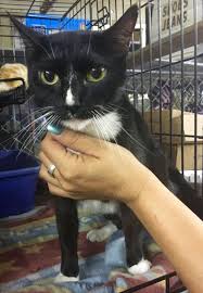 Kansas city international adoption agencies. Cat For Adoption Zanadu A Tuxedo In Kansas City Mo Petfinder
