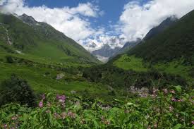 Trekking, photography, sightseeing ideal duration: Valley Of Flowers Trek Foliage Outdoors