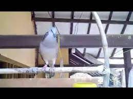 Cara membuat layang layang akan kita bahas kali ini,menerbangkan layangan buatan sendiri pastinya akan membuat kita jauh lebih puas dan bahagia! 14 05 Mb Cara Bikin Sangkar Layang Sederhana Untuk Burung Perkutut Dan Tekukur 2 Download Lagu Mp3 Gratis Mp3 Dragon