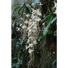 Image result for Bidens kirkii