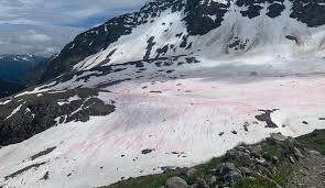 So entsteht das seltene wetterphänomen. Blutschnee Auf Der Badener Hutte Algen Farben Den Schnee Derzeit Rosarot Osttirol Heute At