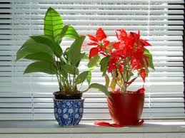 Many of these plants are also considered among the top 10 plants for improving indoor air quality, so that's a bonus. Indoor Plant Light Guide Our House Plants