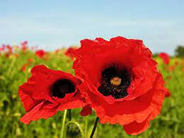 Pin On Poppies Papaver