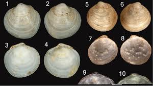 Anatomical Redescription Of Cyrenoida Floridana Bivalvia Cyrenoididae From The Western Atlantic And Its Position In The Cyrenoidea