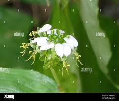 Image result for Aneilema