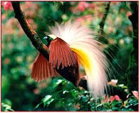 Maybe you would like to learn more about one of these? 91 Gambar Fauna Burung Cendrawasih Terlihat Keren Gambar Pixabay