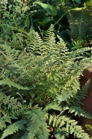 Image result for Cheilanthes viridis