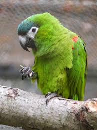 Check spelling or type a new query. Image Diopsittaca Nobilis Red Shouldered Macaw Biolib Cz