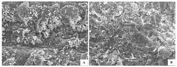 Image result for Zygophyllum leucocladum