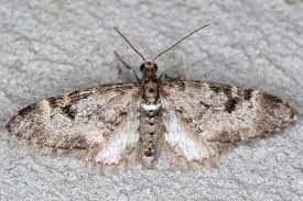 Image result for Eupithecia conterminata