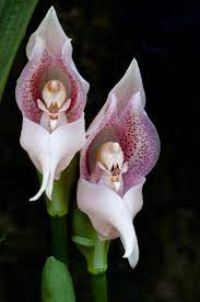 Orchid Flowers Amazingly Intricate Internal Morphology Strange Flowers Unusual Flowers Orchid Flower