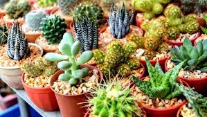 1.3 reproducción de cactus y suculentas mediante esquejes. Festival De Cactus Y Suculentas En Antigua Guatemala Noviembre 2020 Guatemala Com
