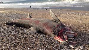 Le requin pèlerin (cetorhinus maximus) est le plus gros poisson après le requin baleine. Un Requin Pelerin De Cinq Metres S Echoue Sur La Plage Du Havre
