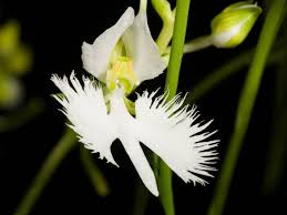 Image result for Habenaria arianae