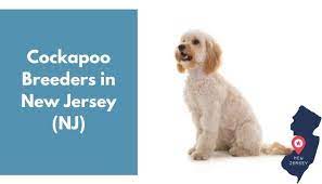 We did not find results for: 3 Cockapoo Breeders In New Jersey Nj Cockapoo Puppies For Sale Animalfate