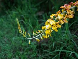 Image result for Crotalaria lukomae