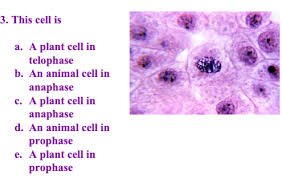 In animal cells, a cleavage furrow — an indentation around the equator of the cell — appears (see photo left). 3 This Cell Is A A Plant Cell In Telophase B An Chegg Com